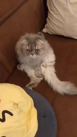 A fluffy, gray and white Persian cat sits on a brown leather couch. The cat has a long tail and is positioned with one leg raised, as if grooming itself. Next to the couch is a round, yellow cushion with a cartoonish design and a gray base. A white pillow rests against the back of the couch. The camera is stationary and captures the scene from a slightly elevated angle.