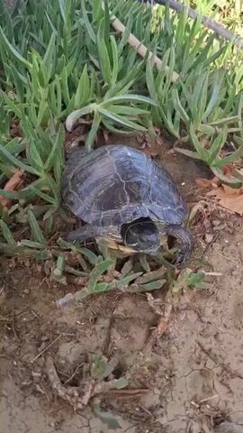 A turtle is visible in a patch of dry dirt and greenery. The turtle is dark in color and appears to be resting. There are green, succulent-like plants surrounding the turtle, and a long, thin object, possibly a stick or pole, is visible in the upper right corner of the frame. The lighting suggests it is daytime.