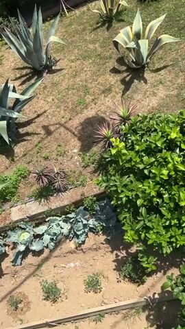This is a vertical, high-angle shot of a sunlit garden area. In the foreground, a lush green bush is visible. Behind it, several agave plants with variegated leaves are planted in the dry, patchy grass. Some circular metal structures are also scattered across the lawn. A stone wall covered in ivy forms the backdrop, with potted plants lining a walkway in front of it. Further back, more greenery and trees are seen, and the top portion of a palm tree is visible. In the final seconds of the video, a person rides on a chairlift, moving upwards and away from the camera, with the garden below. The overall impression is a warm, outdoor environment with a mix of plants and garden features.