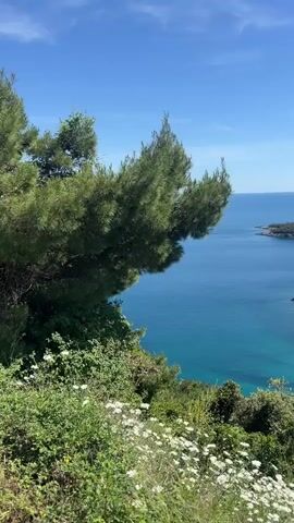 The video shows a scenic view of a coastline on a sunny day. Lush greenery, including pine trees and white wildflowers, occupies the foreground. Beyond this, the turquoise-colored sea stretches out toward the horizon. The coastline is rugged, with rocky outcrops and a winding road visible along the wooded terrain. The sky is a clear blue with a few scattered clouds.