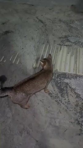 A brown cat is walking on a sandy surface with some gray paving stones and a strip of white plastic. The cat is facing to the left and then turns its head to the right. It then lowers its head and walks away. In the background, there is a road and some grass. There is another cat faintly visible in the top left of the frame.