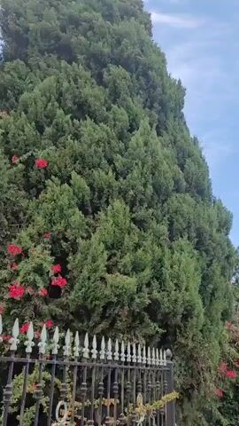 A low angle medium shot pans left across a tall green hedge with red flowers and a black decorative fence in the foreground. The shot continues to reveal a clear blue sky with scattered white clouds, and more trees and bushes.