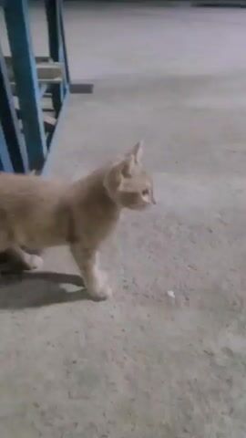 A pale orange kitten stands on a concrete surface near a blue metal structure. The kitten looks to its right, then turns its head to face the camera. It then walks to the left, its tail slightly raised. Shadows are visible on the ground. The environment appears to be outdoors, possibly at night or in low light conditions.
