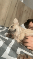 Person relaxes in bed with French bulldog companion