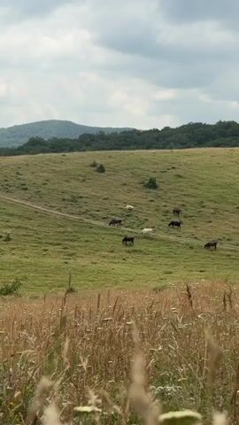 A wide shot shows a pastoral landscape. In the foreground, tall dry grass is out of focus. Behind it, a green hillside slopes upwards towards a tree line and hills in the distance. Several horses are grazing on the hillside, some are dark brown, one is white, and one is light brown. A dirt path winds across the hill. The sky is cloudy.