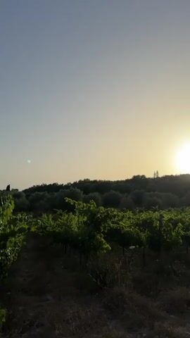 The video shows a vineyard with rows of grapevines. The vines are lush and green, and the ground is covered with dry grass and dirt. In the background, there are trees and hills. The sky is clear and blue, with a hint of sunset colors on the horizon. The camera pans across the vineyard, showing different angles of the vines and the surrounding landscape. There are no people or animals visible in the video. The overall mood of the video is peaceful and serene, evoking a sense of nature and tranquility.