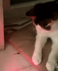 Evening cat playtime with laser pointers and toys