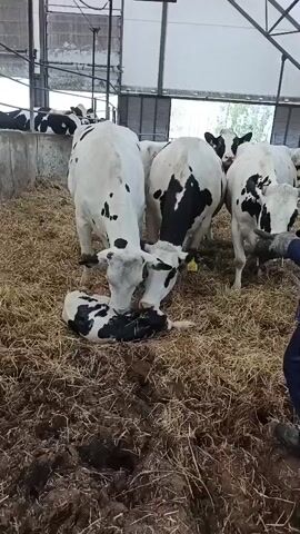 The video shows a newborn calf lying on straw bedding in a barn, surrounded by adult cows. The calf is black and white and appears to be very young, still wet from birth. Two adult cows are nudging the calf with their heads, and a person wearing a blue jumpsuit and a black cap is standing nearby, observing the scene. Other cows are visible in the background. The barn appears to be a farm or a dairy operation, with concrete barriers and metal structures supporting the roof. The ground is covered in straw and some mud. The lighting suggests it is daytime. The overall atmosphere is calm and natural, capturing a moment of birth and maternal care in an agricultural setting.