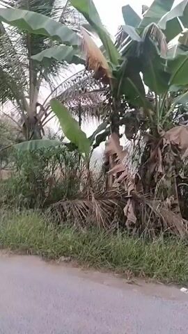 The video shows a roadside scene with lush vegetation, including banana trees and coconut palms. The camera appears to be moving, possibly from a vehicle, as indicated by the slight motion blur and the changing perspective of the trees and the road. The road itself is paved and appears to be a country road or a road in a rural area. The sky is overcast, suggesting it might be early morning or a cloudy day. The foliage is dense and green, with some dead palm fronds visible on the coconut trees. There are no people or animals visible in the footage. The overall impression is one of a natural, undeveloped environment adjacent to a road.