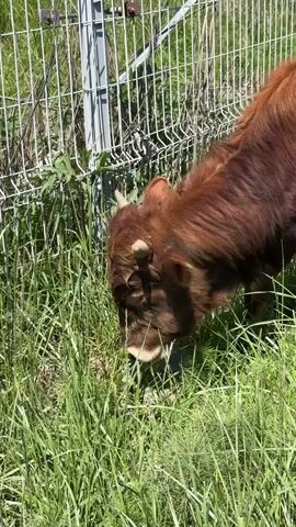 In a daytime video, a brown cow with short horns is seen grazing in a grassy area. The cow has long, shaggy brown fur. It is positioned next to a tall metal fence, which appears to be a security fence with concrete posts and possibly barbed wire at the top (though not clearly visible).

The cow is actively eating the lush green grass. The sunlight is bright, indicating a clear, sunny day. In the background, beyond the fence, power lines and utility poles are visible against a clear blue sky. Further in the distance, modern-looking buildings and a distinctive red and white tower (possibly a cell tower) can be seen. The general setting suggests an area bordering infrastructure or an industrial zone, possibly in Chereshnya, Russia. The cow moves slowly, continuing to graze throughout the short clip.