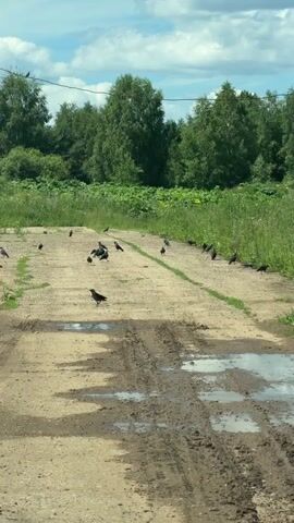 This media file captures a rural scene in Marakushi, Russia, on what appears to be a partly cloudy day. The foreground is dominated by a muddy dirt road with visible tire tracks and puddles of water, suggesting recent rain. A flock of birds, primarily crows, are scattered across the road, some pecking at the ground, others in flight.

Beyond the road, a lush, green landscape unfolds. Tall grass and vegetation line the roadside, with a dense line of trees forming a backdrop. In the middle ground, more birds are seen on telephone wires and perched on rustic wooden structures, possibly sheds or outbuildings. A small red building is partially visible amongst the greenery. The overall impression is one of a quiet, natural setting, perhaps a rural farm or village outskirts, with the birds being the most active element in the scene. The lighting suggests it is daytime, likely late morning or afternoon, given the brightness and the distinct cloud formations. There is no visible text in the media file.