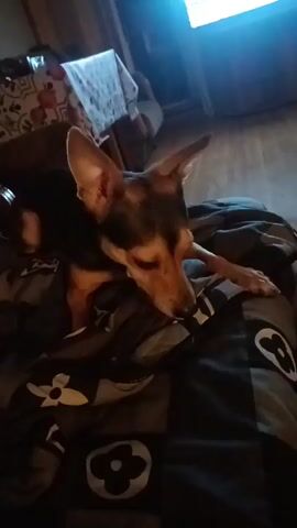 A Miniature Pinscher is lying on a bed with a dark duvet cover that has a flower pattern. The dog is looking down and to the right, with its head slightly tilted. The dog's ears are perked up. The background is dark, with some light coming from a window or television screen on the right side of the frame.