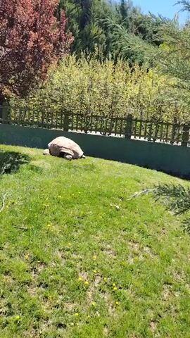 The video captures an outdoor scene, likely within a zoo or a park, on a clear and sunny day. The main subject is a large tortoise with a light brown shell, initially seen resting on a vibrant green grassy patch.

The camera begins by focusing on the tortoise, with a backdrop of various trees, including dense green evergreens and some with reddish-brown foliage, bordered by a wooden fence. As the camera pans to the right, it reveals more of the enclosure. A green-painted concrete wall with a wooden fence on top delineates the area. Inside this boundary, there's a mix of green grass and patches of dirt, adorned with scattered yellow dandelion-like flowers and some exposed tree roots or logs.

The panning motion eventually brings the tortoise back into view, slowly moving across the grassy ground. In the background, large, textured rock formations or artificial rocky landscaping can be seen, further supporting the impression of a designed animal habitat. The bright blue sky overhead confirms the pleasant weather. The overall setting appears well-maintained, providing a naturalistic environment for the tortoise.