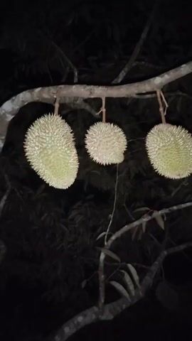 The video, filmed at night in Nga, Indonesia, shows a close-up of durian fruits hanging from a tree branch. Three durians are prominently displayed in the foreground, with their characteristic spiky exteriors clearly visible. The background is dark, suggesting a natural, unlit environment, likely a plantation or orchard. The tree branches, some bare and others with leaves, are silhouetted against the dark backdrop. The camera movement is gentle, panning slightly to capture the fruits and the surrounding foliage. The lighting appears to be artificial, possibly from a flashlight, as it illuminates the durians and branches. The overall atmosphere is quiet and natural, focusing on the ripening fruits. There is no visible text in the video.