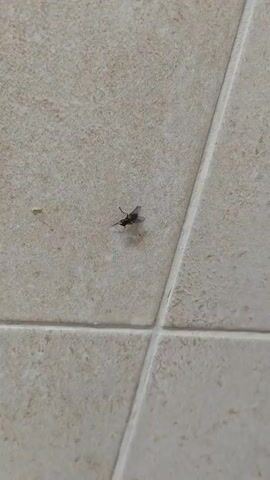 A macro shot focuses on a single fly with its wings slightly open, resting on a beige tiled surface. The tiles are arranged in a grid pattern, and the grout lines are visible. The fly is dark in color and appears to be stationary. The lighting is neutral, casting minimal shadows.