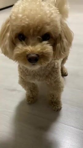 The video shows a light brown poodle standing on a light-colored wooden floor. The poodle is facing the camera and appears to be looking directly at it. The dog has curly fur and its tail is held high. The background is slightly blurred, but suggests an indoor setting with furniture, possibly a couch and some table legs, visible. The lighting appears to be artificial, creating a shadow of the dog on the floor. The poodle's expression could be interpreted as curious or attentive. There is no visible text in the video. The overall mood is calm and domestic.