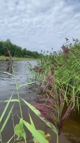 A still shot of a body of water, possibly a lake or river, with tall green reeds growing along the bank. The reeds are dense and create a natural barrier between the water and the distant tree line. The sky is overcast with scattered clouds. The water is dark and reflects the muted colors of the sky and vegetation. The overall impression is one of a serene and natural landscape.