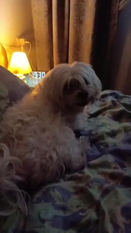 A small, fluffy white dog is lying down on a bed with a patterned duvet. The dog is facing to the right and its head is slightly bowed. In the background, there are brown curtains and a lamp with a yellow glow. A digital clock is visible on a bedside table, displaying the time as 1:09. The lighting is dim, suggesting it is either nighttime or early morning.