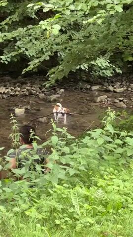 The video begins with a low-angle shot of a small dog with white and brown fur standing in a shallow, rocky creek. The dog is holding a stick in its mouth. The water is clear and the creek bed is visible. Lush green foliage frames the shot, with trees and undergrowth surrounding the waterway. Two individuals, partially obscured by the foliage, are visible in the water behind the dog. The person in the foreground on the left appears to be wearing a gray shirt and dark shorts, with their back to the camera. The person behind them is wearing a black shirt and dark shorts. The dog then shakes its head, sending water droplets flying. The camera pans slightly to the right, revealing more of the creek and the surrounding trees. The dog continues to hold the stick. The two individuals move further into the creek. The person in the gray shirt turns towards the camera briefly. The video ends as the camera continues to pan right, showing more of the creek and the surrounding environment.
