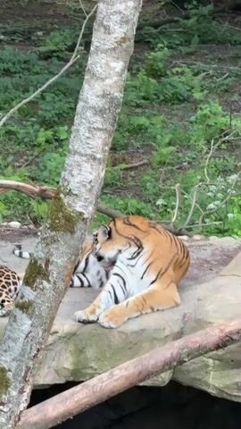 A tiger is lying on a rock in an enclosure with trees and greenery in the background. The tiger is mostly facing away from the camera, with its head turned towards its body. It appears to be grooming itself, possibly licking its leg or flank. Another animal, likely a jaguar due to its spotted fur, is partially visible in the lower left corner of the frame. The setting suggests an outdoor enclosure, possibly a zoo or wildlife park, given the presence of a rocky platform and naturalistic landscaping. The lighting suggests it is daytime, with no strong indications of specific weather conditions. The overall mood is peaceful, with the tiger appearing relaxed. There is no visible text in the media.
