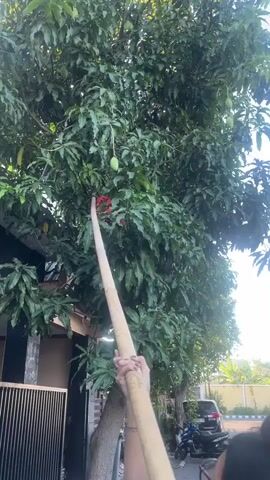 A low-angle shot shows a person holding a long bamboo pole with a red attachment at the end, reaching up towards a large tree with green leaves and several green mangoes. The pole is being used to try and dislodge a mango from a branch. Two other people are partially visible in the foreground. The scene takes place outdoors during the day, with a building and a fence on the left and a street with a car and a motorcycle on the right. The sky is visible through the tree canopy.