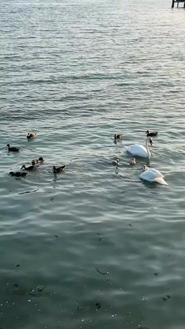 A wide shot of a body of water, possibly a lake or ocean, with ripples on the surface. In the water, there are several ducks and two swans, one adult and one cygnet, swimming together. The swans appear to be Mute Swans, characterized by their white plumage and orange beaks. The ducks are darker in color and appear to be smaller than the swans. The background shows a hazy shoreline with some buildings and boats docked. The lighting suggests it is either early morning or late afternoon, with the sun casting a soft glow on the water. The overall scene depicts a peaceful and natural environment with various waterfowl coexisting.