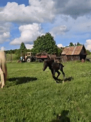 Family horse activities documented in rural Zhigalki, Russia
