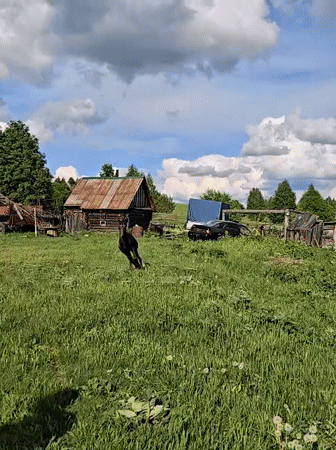 Family horse activities documented in rural Zhigalki, Russia