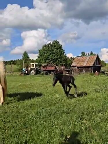 Family horse activities documented in rural Zhigalki, Russia