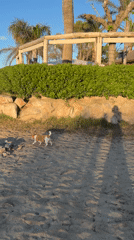 Dog walks on beach in Mont-roig del Camp
