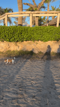 Dog walks on beach in Mont-roig del Camp