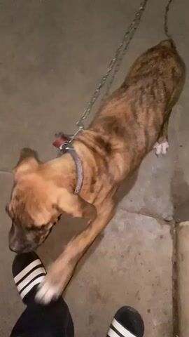 A short video shows a brindle dog on a chain. The dog is moving its head around and appears to be looking at the camera. The ground is concrete. The person filming is wearing black pants and white slides.