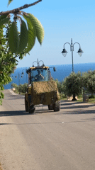 Rural Montenegro hay transport and coastal scenery documented