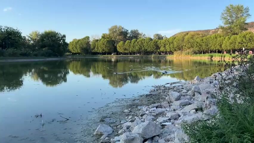 The video opens on a calm lake with a rocky shore in the foreground. Several ducks swim on the surface of the water, their reflections creating ripples. The far bank of the lake is lined with trees, some of which are dense and green, others are more sparse. In the background, a hill rises, covered in trees and vegetation. The sky is a clear blue with a few wispy clouds. The overall impression is one of peace and natural beauty. There are no people visible in the immediate foreground or on the lake. Further back, in the distance, a few figures can be seen walking or sitting amongst the trees, suggesting a park or recreational area. The lighting indicates it is either early morning or late afternoon, with the sun casting a warm glow.