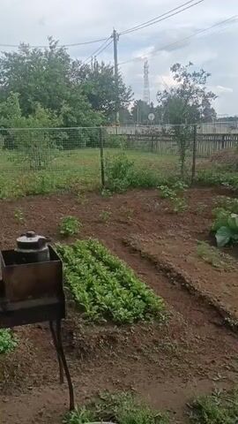 The video shows a backyard garden with rows of green plants. In the foreground, there is a metal grill with a kettle on top. In the background, there is a fence, trees, and a cell tower. The sky is overcast.