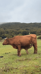 Cow nurses calf in Portuguese pasture near Porto Moniz