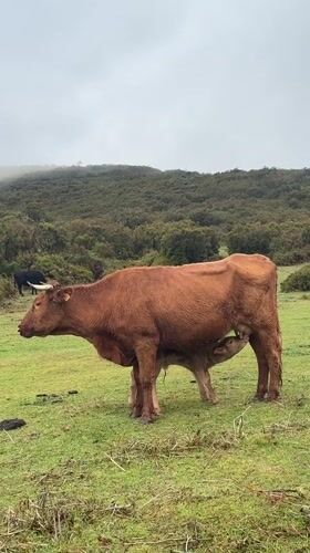 Cow nurses calf in Portuguese pasture near Porto Moniz