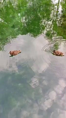 Two ducks are swimming in a body of water. The water is green and reflects the trees and clouds above. The ducks are on the left and right sides of the frame, both facing towards the right. The duck on the left is closer to the foreground, while the duck on the right is further away. The water has ripples around the ducks, suggesting they are moving. The scene appears to be outdoors, likely in a natural setting like a pond or lake. The lighting suggests it could be daytime, possibly overcast or with dappled sunlight filtering through trees. There are no people or man-made objects visible in the frame. The overall mood is serene and peaceful.