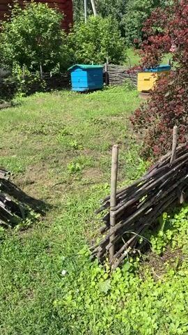 This media file shows a rural scene in Kamayevo, Russia, on a sunny day. The focus is on two colorful beehives situated in a grassy yard. One hive is bright blue with a green roof, and the other is yellow with a blue roof. They are positioned behind a rustic, woven fence made of branches.

The surrounding area is lush and green, with trees and bushes providing a backdrop. In the distance, a red wooden building is partially visible, suggesting a residential property. The ground is covered in grass and some patches of bare earth, indicating a well-used outdoor space. A few smaller plants and weeds are scattered throughout the yard.

The scene evokes a peaceful, agrarian atmosphere. The sunlight suggests it is daytime, likely late morning or afternoon. There are no people visible in the footage, and the activity seems to be focused on the quiet presence of the beehives and the natural surroundings. The overall impression is one of a tranquil summer day in the Russian countryside, where beekeeping is part of the landscape. No text is visible in the media.