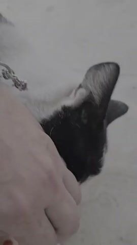 A human foot wearing a pink slide and red nail polish is on the floor. A black and white cat is near the foot. A human hand is also near the cat and the foot. The cat moves its head and paw.