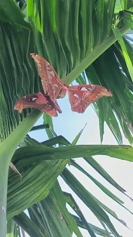 Two Atlas moths are perched on a lush green palm frond against a bright blue sky. The moths are large and brown with intricate patterns and large, eye-like markings on their wings. The image is taken from a low angle, looking up at the moths and the palm leaves. The lighting suggests it is daytime, likely morning or afternoon. The setting appears to be a tropical environment, possibly in Kruengmanyang, Indonesia, given the palm trees and clear sky. The focus is on the moths and their impressive wingspan, showcasing their natural beauty and the vibrant green of the foliage. There is no visible text in the media file.