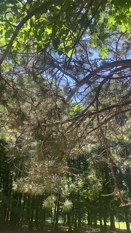 The video begins with a view of pine trees and sunlight filtering through their branches. The camera then pans down to a grassy area with dappled sunlight, followed by a shot of the ground covered in dry leaves and twigs. A single cigarette butt is visible on the leaf-covered ground. The video then focuses on a black container filled with numerous pinecones. The environment appears to be a wooded area or park on a sunny day. There are no people or interactions visible in the video.