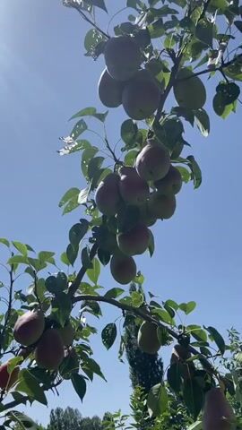 The video shows a close-up view of a pear tree laden with ripe fruit. The camera pans across branches filled with pears, some of which are partially obscured by leaves. The pears are a mix of green and red hues, suggesting they are nearing or at ripeness. The sky above is a clear, bright blue, with the sun casting a bright glare on the left side of the frame. The overall environment appears to be an orchard or a garden on a sunny day. There are no people visible in the video, and the focus remains solely on the pear tree and its fruit.