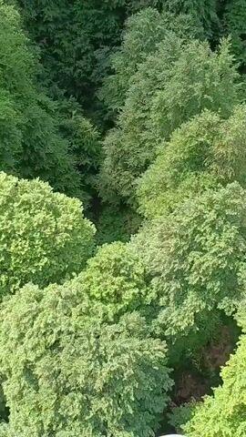 This media file is a video showcasing a dense, lush forest canopy from an aerial perspective. The primary subjects are numerous trees with vibrant green foliage, creating a textured and layered visual effect. The trees appear healthy and full, indicating a favorable growing season.

The activity taking place is simply the view of the forest. There are no discernible human subjects or objects within the frame. The scene is a natural setting, a forest, likely in a temperate or boreal region given the appearance of the trees.

Notable details include the time of day, which appears to be daytime, as evidenced by the bright illumination of the leaves. The sunlight filters through the canopy, creating areas of both bright light and shadow, suggesting a sunny or partly cloudy day. The weather appears to be clear and pleasant, conducive to lush growth. There are no specific location cues visible in the imagery itself that would pinpoint the exact location, but the context provided states it is Estosadok, Russia. The overall emotion evoked is one of natural beauty, tranquility, and the abundance of nature. There is no visible text in the media file.