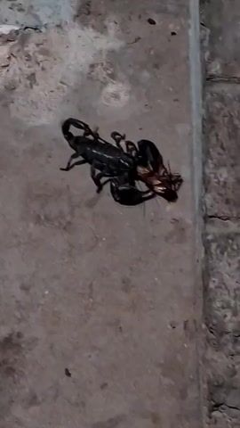 The video shows a close-up, high-angle shot of a large black scorpion on a textured, concrete surface. The scorpion is actively engaged in consuming a smaller, light-brown insect, likely a cricket or grasshopper, which it holds firmly with its pincers. The insect appears to be partially obscured and being bitten by the scorpion's chelicerae. The scorpion's segmented tail is curved over its body, though the stinger is not clearly visible. The setting is outdoors, with rough, grey concrete that appears worn and possibly outdoors. To the right of the frame, a rough, light-colored brick or stone wall is visible, suggesting an outdoor or possibly neglected structure. The lighting suggests it is daytime, but the exact time is not discernible. There is no visible text. The overall impression is of a raw, natural event of predation. The location is Sihanoukville, Cambodia.