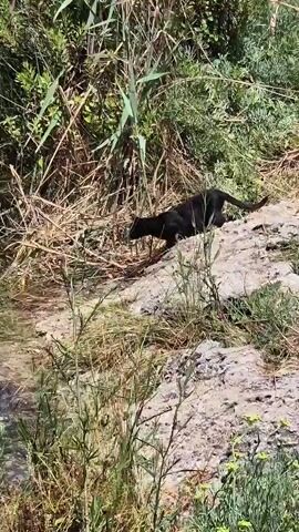 A black cat is shown in a natural environment near a body of water. The cat is moving down a rocky, grassy incline. The cat is crouched low to the ground, appearing to be exploring or hunting. The background consists of dense green foliage and dry grasses. The lighting suggests it is daytime.