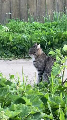A tabby cat is sitting on a dirt path, surrounded by lush green plants and a wooden fence in the background. The cat is facing to the left of the frame, with its eyes closed and ears slightly flattened. The sun is shining, casting a soft light on the scene. The video is shot from a slightly low angle, making the cat appear larger than life. The cat occasionally flicks its tail and twitches its ears.