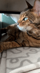 Bengal cat and flower bouquet moments captured indoors