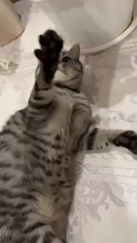 The video shows a grey tabby cat lying on its back on a bedspread with a purple and white design. The cat is looking up with its front paws extended, appearing playful. A white flower pot is visible in the upper portion of the frame. A person's voice can be heard addressing the cat, saying, "Look. Go on, bury it. Bury it. Bury it."