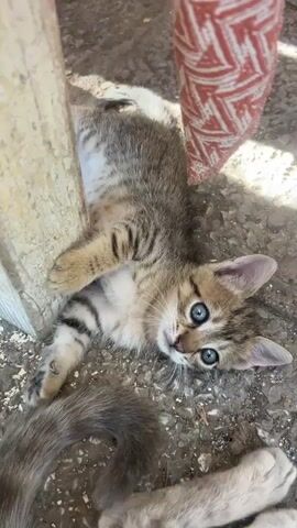 A striped kitten with blue eyes rolls onto its back, batting at a red and white patterned fabric draped over a rough, cylindrical object. The kitten is lying on a rough, rocky ground that is partially in shadow. Another cat's tail and paw are visible in the lower right corner of the frame.